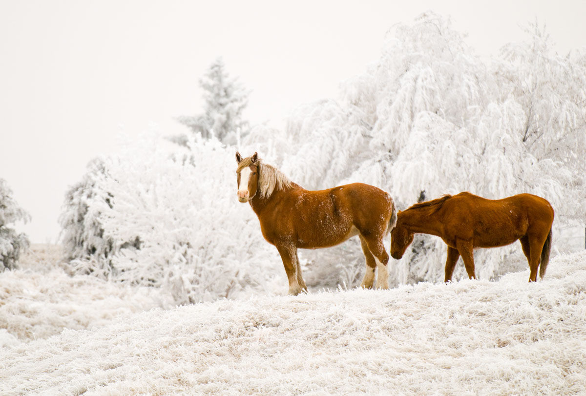 Horses stand in the snow in Keith County
